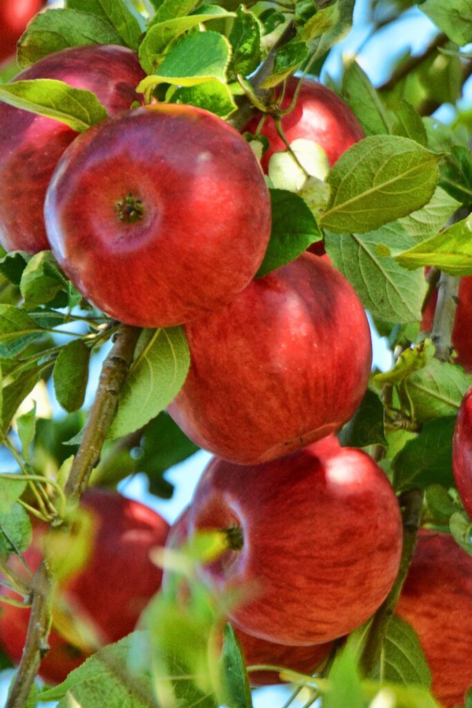 The Best Apples for Apple Crumble